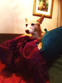 Close-up of dog sitting on bed at home