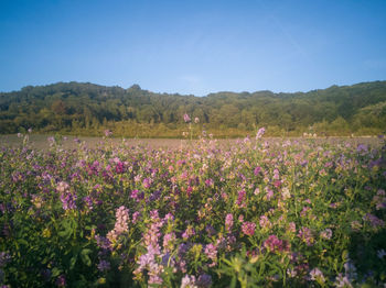 Purple flowering plants on field against sky