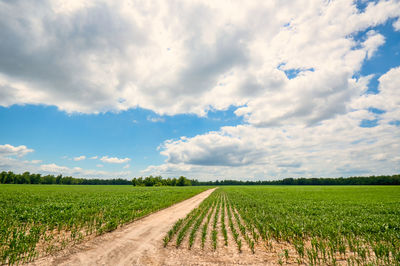 Scenic view of agricultural field against sky