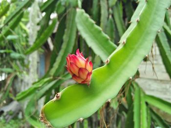 Close-up of pink flowering plant