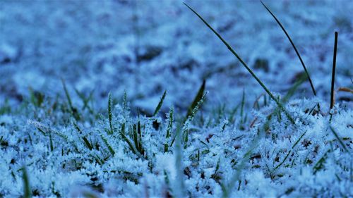 Close-up of snow covered plants on land