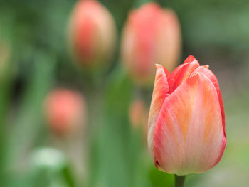 Close-up of red tulip