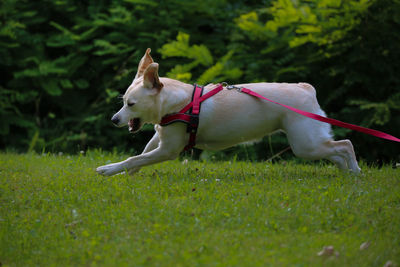 Dog on field