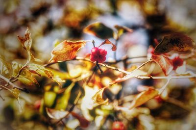 Close-up of flowers during autumn