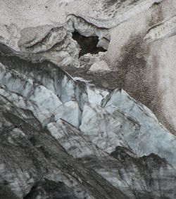 Close-up of bird on rock