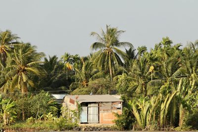 Palm trees and plants growing on field against clear sky