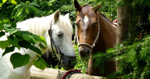 Horse in a tree