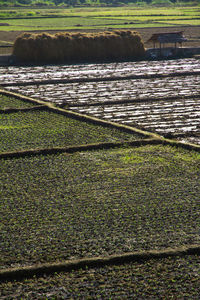 Scenic view of agricultural field