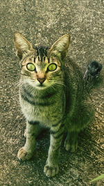 Close-up portrait of tabby cat on field