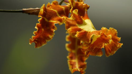 Close-up of wilted flower