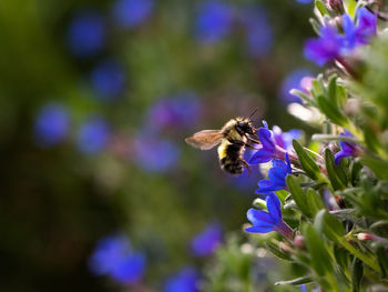 Close-up of bee pollinating on purple flower