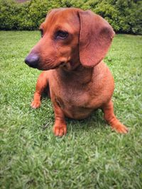 Close-up of dog on grassy field