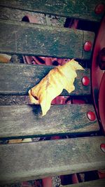 Close-up of autumn leaf