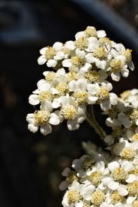 Close-up of white cherry blossom