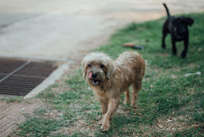 Dog standing on field