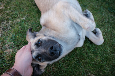 Close-up of hand with dog on field