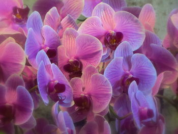 Close-up of pink flowering plants