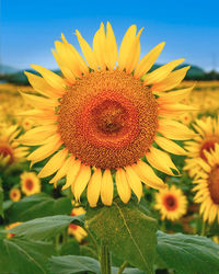 Close-up of sunflower