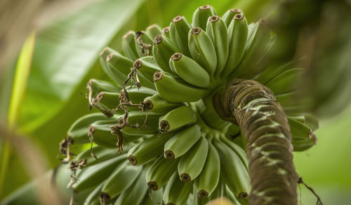 Bunch of raw banana fruits in the garden.