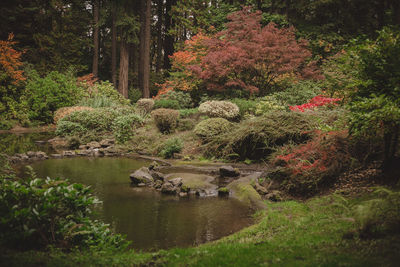 Scenic view of lake in forest