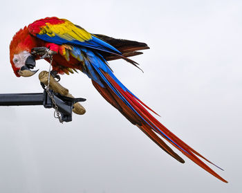 Low angle view of parrot perching on the sky