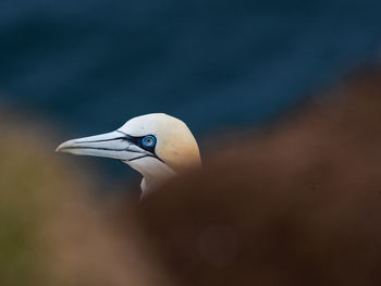 Close-up side view of a bird