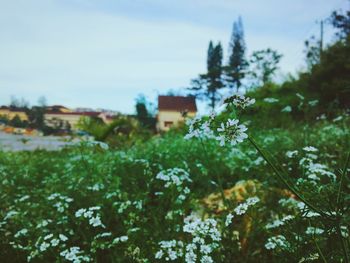 Flowering plants and trees on field against sky
