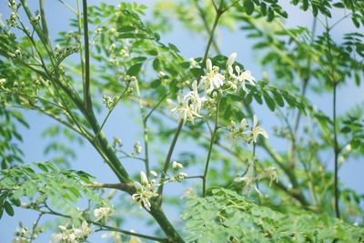 Low angle view of insect on flowering plant