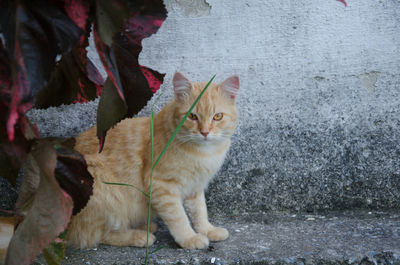Portrait of cat