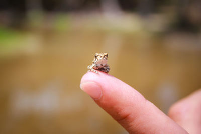 Close-up of frog on finger