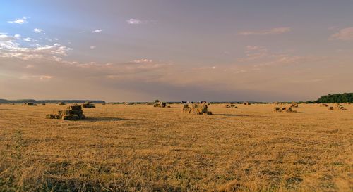 Flock of sheep on field against sky