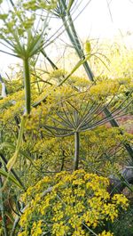 Close-up of yellow flowering plants against sky