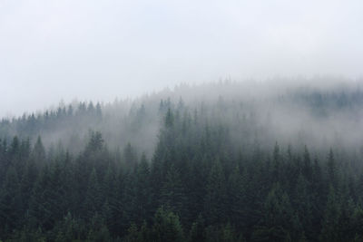 Trees in forest against sky during foggy weather