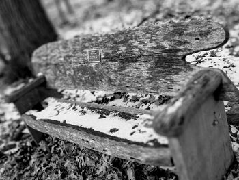 Close-up of tree stump