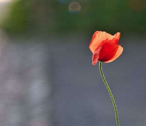 Close-up of red rose