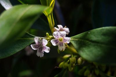 Close-up of purple flowering plant