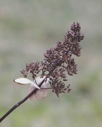 Close-up of flowers