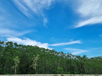 The beautiful blue sky above the wilderness, east kalimantan