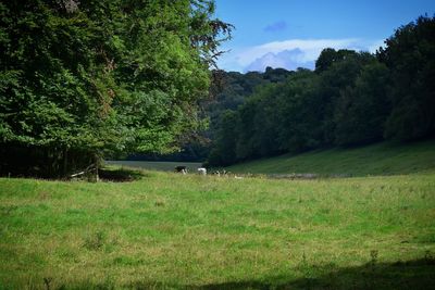 Scenic view of trees on field against sky
