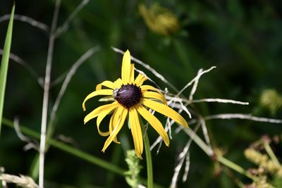 Close-up of insect on yellow flower