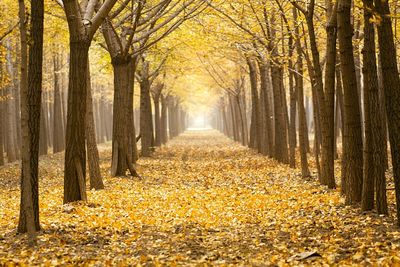 Footpath amidst trees in forest during autumn