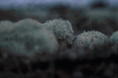 Close-up of snow