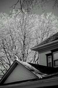 View of trees in front of building