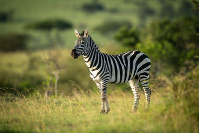 Plains zebra stands eyeing camera in grass