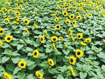 Close-up of yellow flowers blooming in field