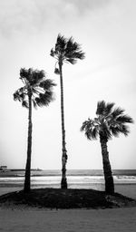 Coconut palm tree on beach against sky