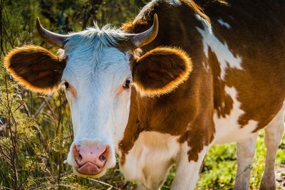 Portrait of cow standing on field