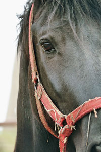 Close-up of horse