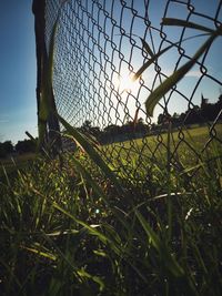 Close-up of grass on field against sky