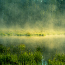 A beautiful spring sunrise mist over the flooded wetlands. warm spring scenery of swamp with grass.